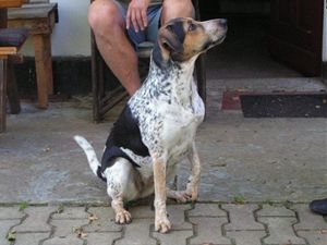 J�zlov� Bony 1