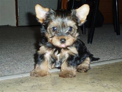 Modráčková - Rambo doma