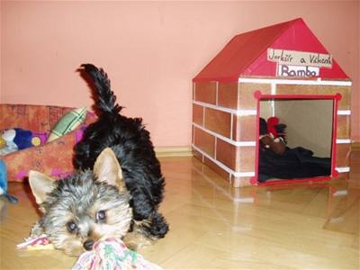 Modráčková - Rambo válečník