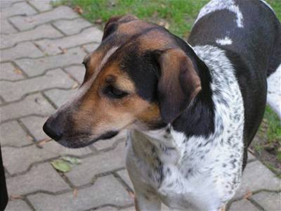 J�zlov� Bony 3